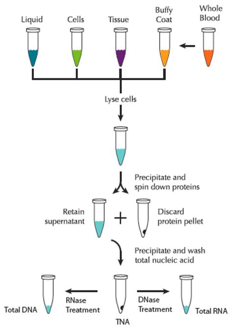 DNA & RNA Purification .